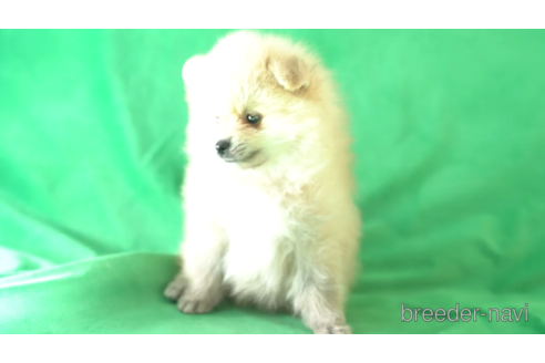 成約済の東京都のポメラニアン-163172の2枚目